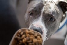 8 loại thức ăn tốt nhất cho chó Pit Bulls KHÔNG chứa chất độn